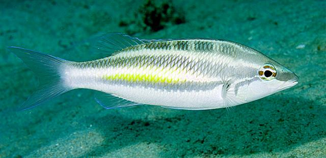  Pentapodus trivittatus (Threestriped Whiptail)